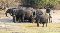 Botswana - Bootsfahrt auf dem Chobe - Elefantenherde rechts