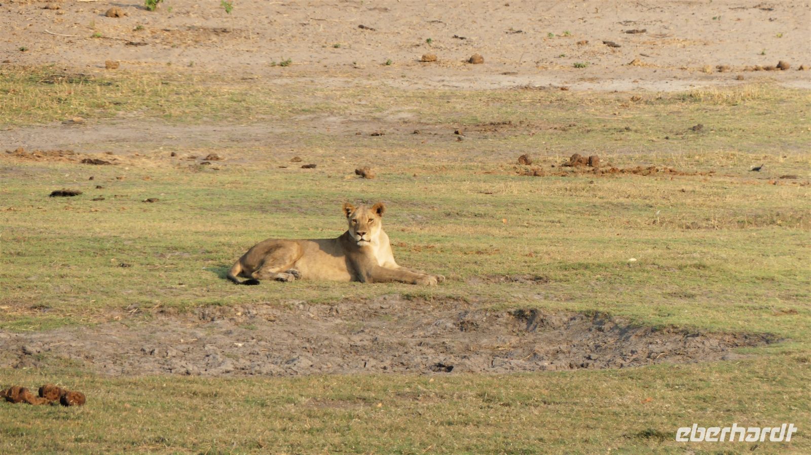 Botswana - Bootsfahrt auf dem Chobe - Löwin  in der Mitte