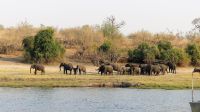 Botswana - Bootsfahrt auf dem Chobe - Elefantenherde