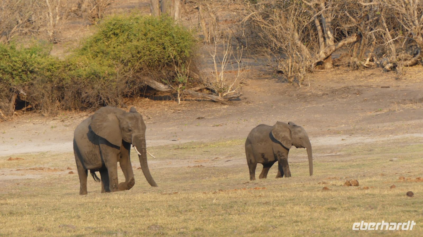 Botswana - Bootsfahrt auf dem Chobe - kleine Elis auf Abwegen links