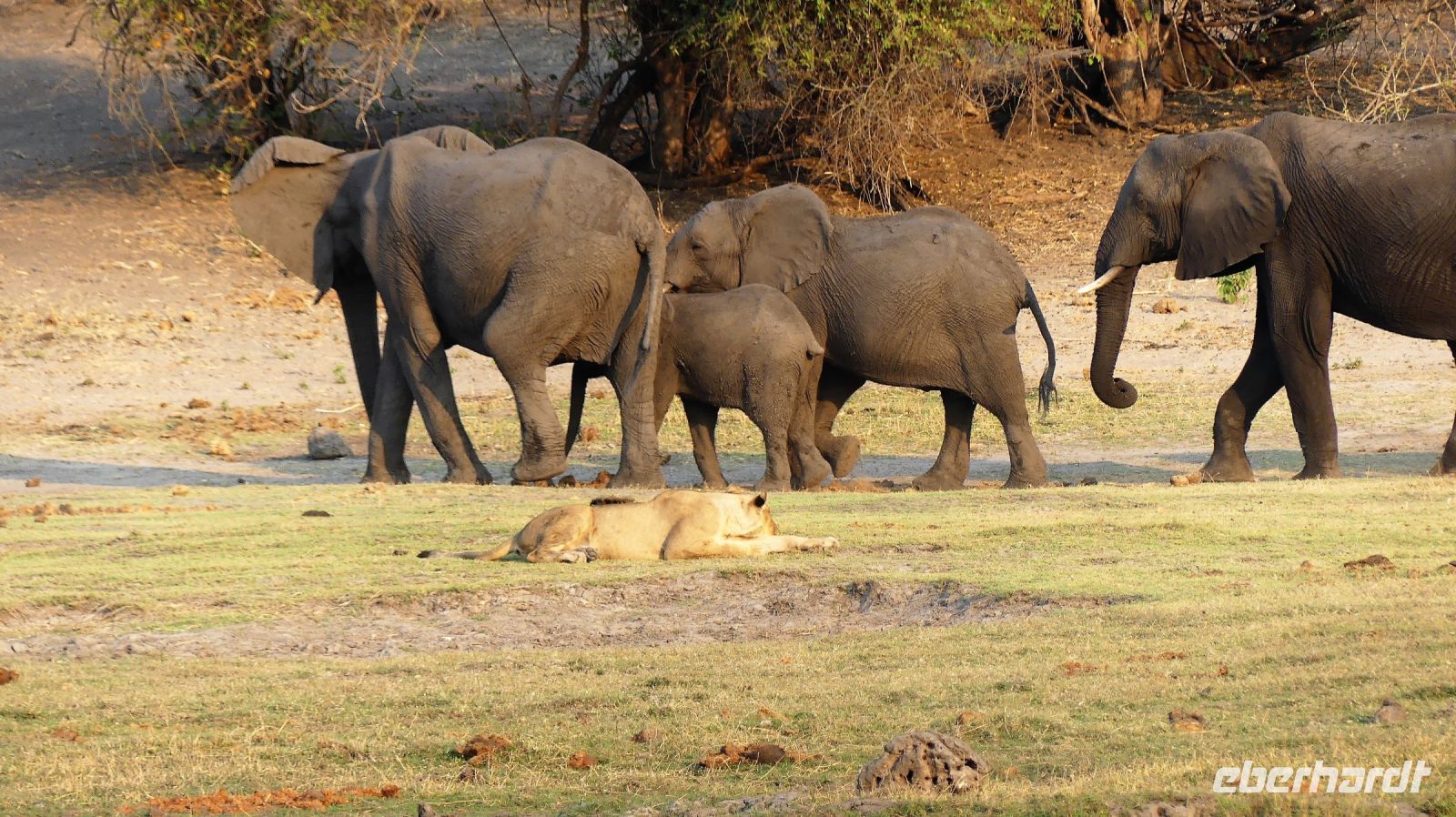 Botswana - Bootsfahrt auf dem Chobe - fast geschafft