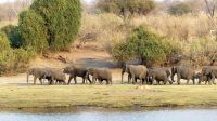 Botswana - Bootsfahrt auf dem Chobe - Elefanten am Löwen vorbei