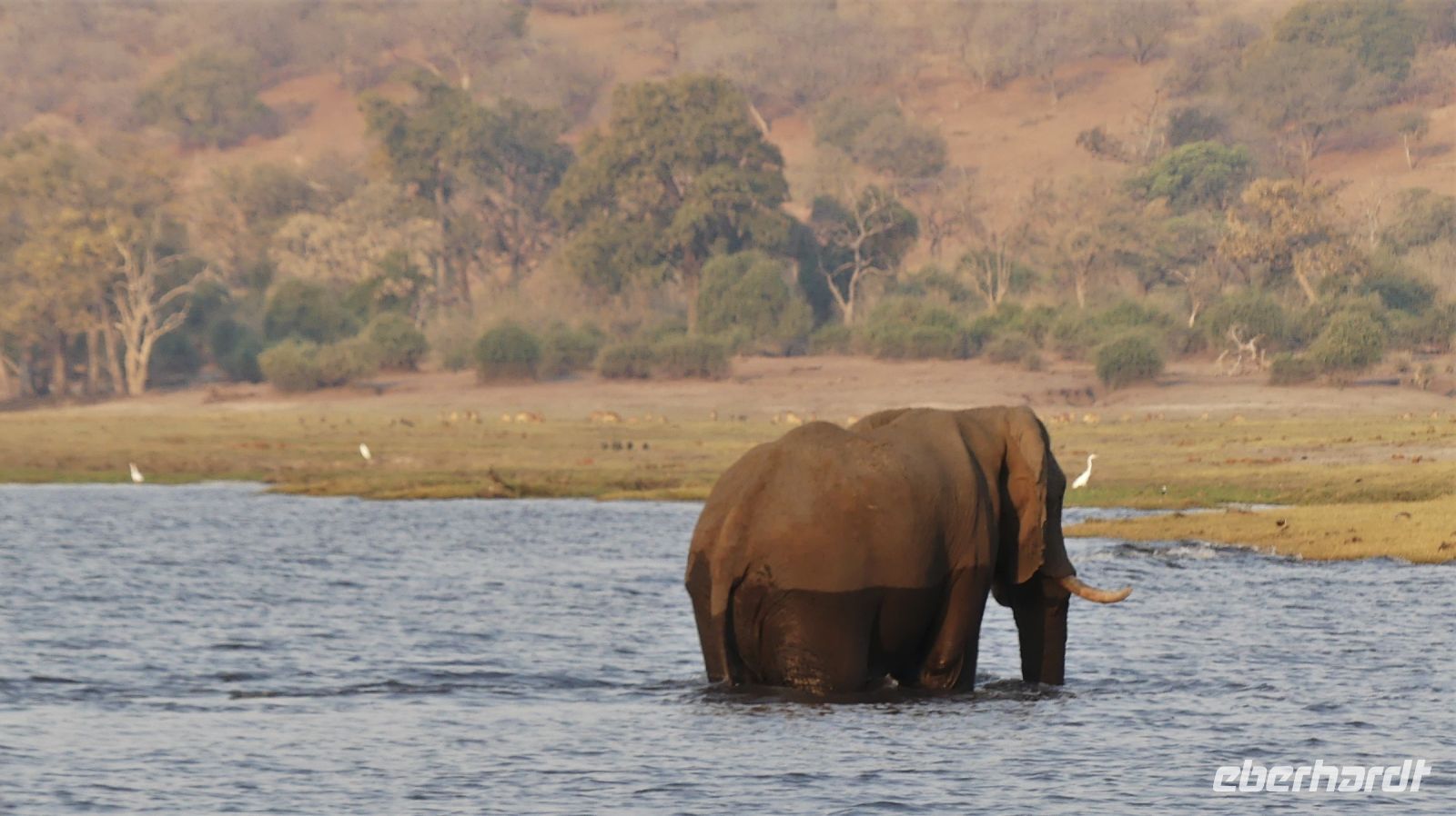 Botswana - Bootsfahrt auf dem Chobe - schwimmender Elefant