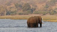 Botswana - Bootsfahrt auf dem Chobe - schwimmender Elefant