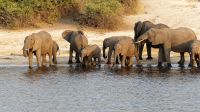 Botswana - Bootsfahrt auf dem Chobe - Elefantenherde wieder vereint