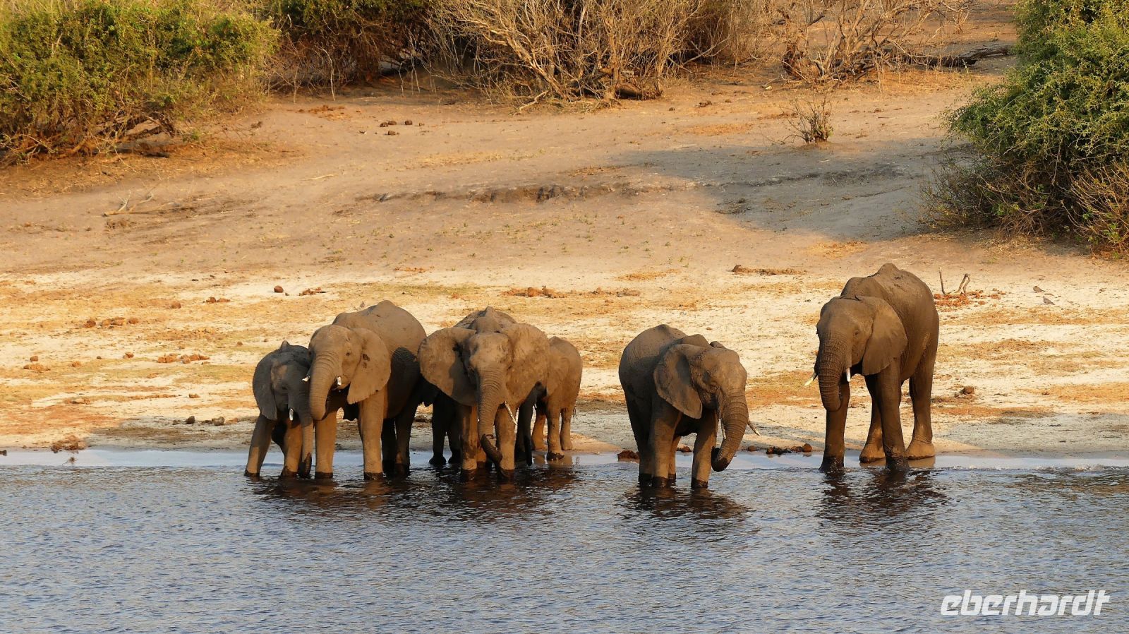 Botswana - Bootsfahrt auf dem Chobe - Elefanten Bar