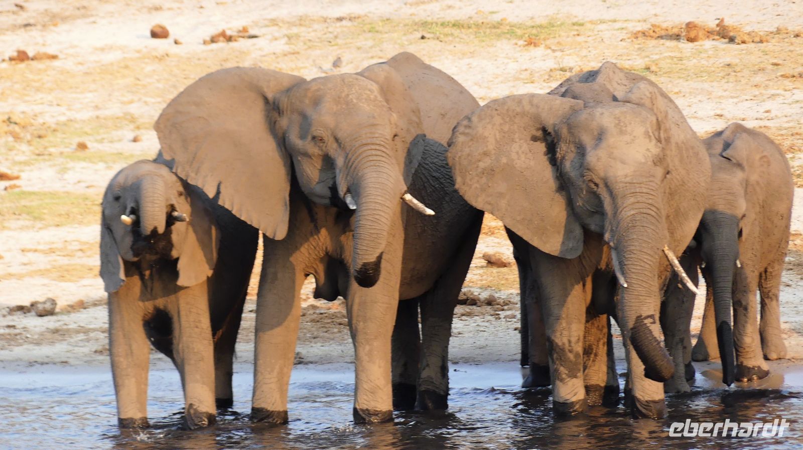 Botswana - Bootsfahrt auf dem Chobe - Elefanten Bar