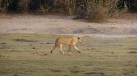 Botswana - Bootsfahrt auf dem Chobe - Bewegung bei den Löwen