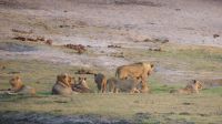 Botswana - Bootsfahrt auf dem Chobe - noch mehr Löwen