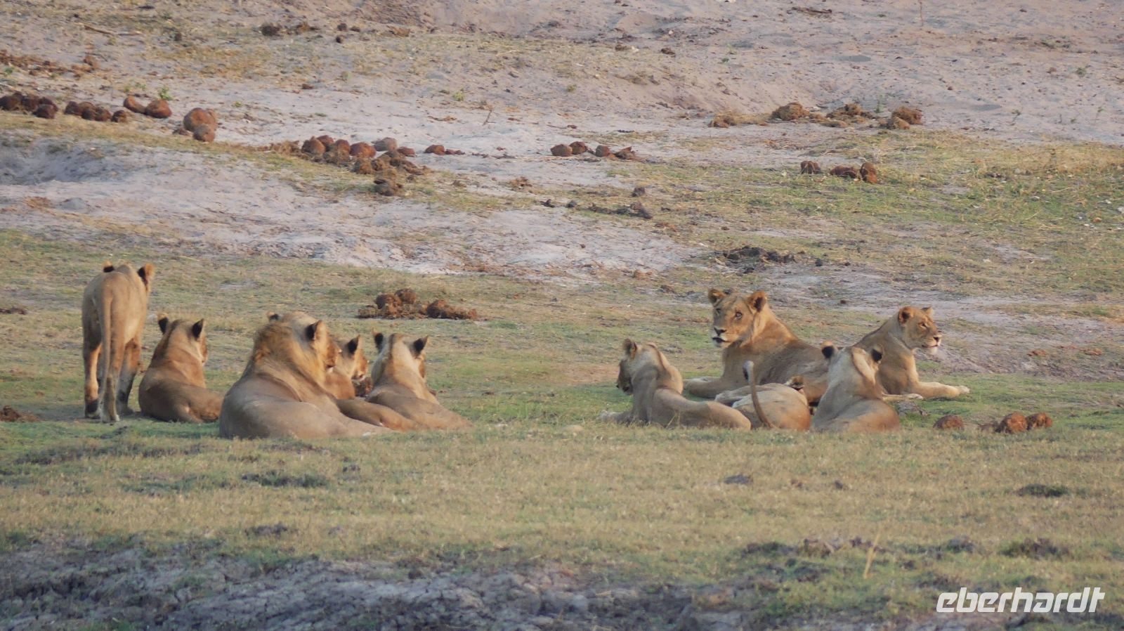 Botswana - Bootsfahrt auf dem Chobe - große Löwenfamilie