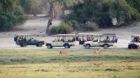 Botswana - Bootsfahrt auf dem Chobe - nirgends hat Löwe seine Ruhe