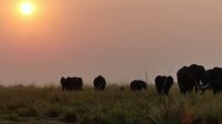 Botswana - Bootsfahrt auf dem Chobe - Sonnenuntergang