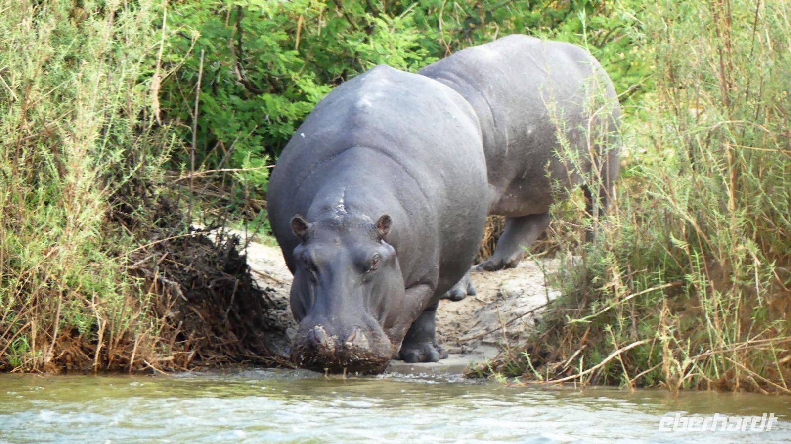 Simbabwe - Bootsfahrt auf dem Sambesi