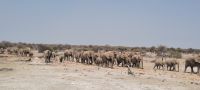 Namibia - Etosha Nationalpark - Elefantenparade