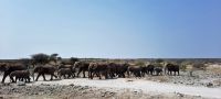 Namibia - Etosha Nationalpark - Elefantenparade