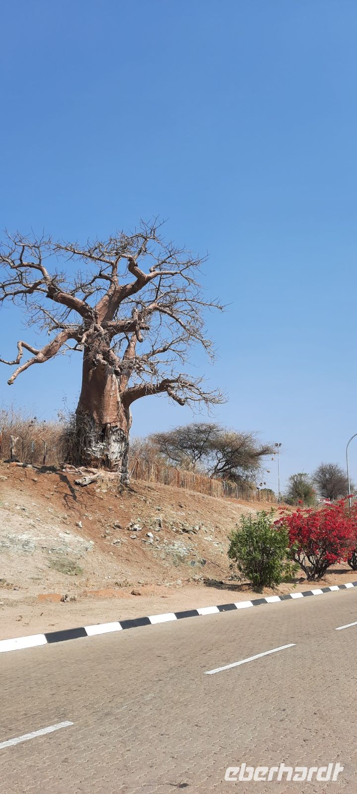 Botswana - Baobab (Affenbrotbaum)