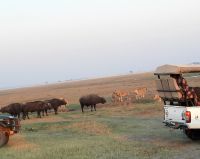 Botswana -  Pirschfahrt im Chobe