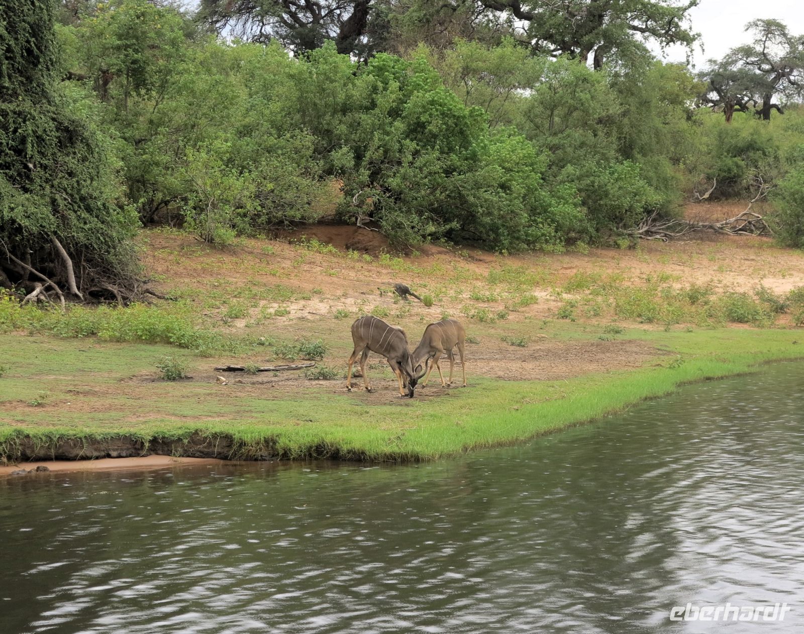 214 Kudu