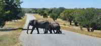 214 Willkommenskomitee in Botswana