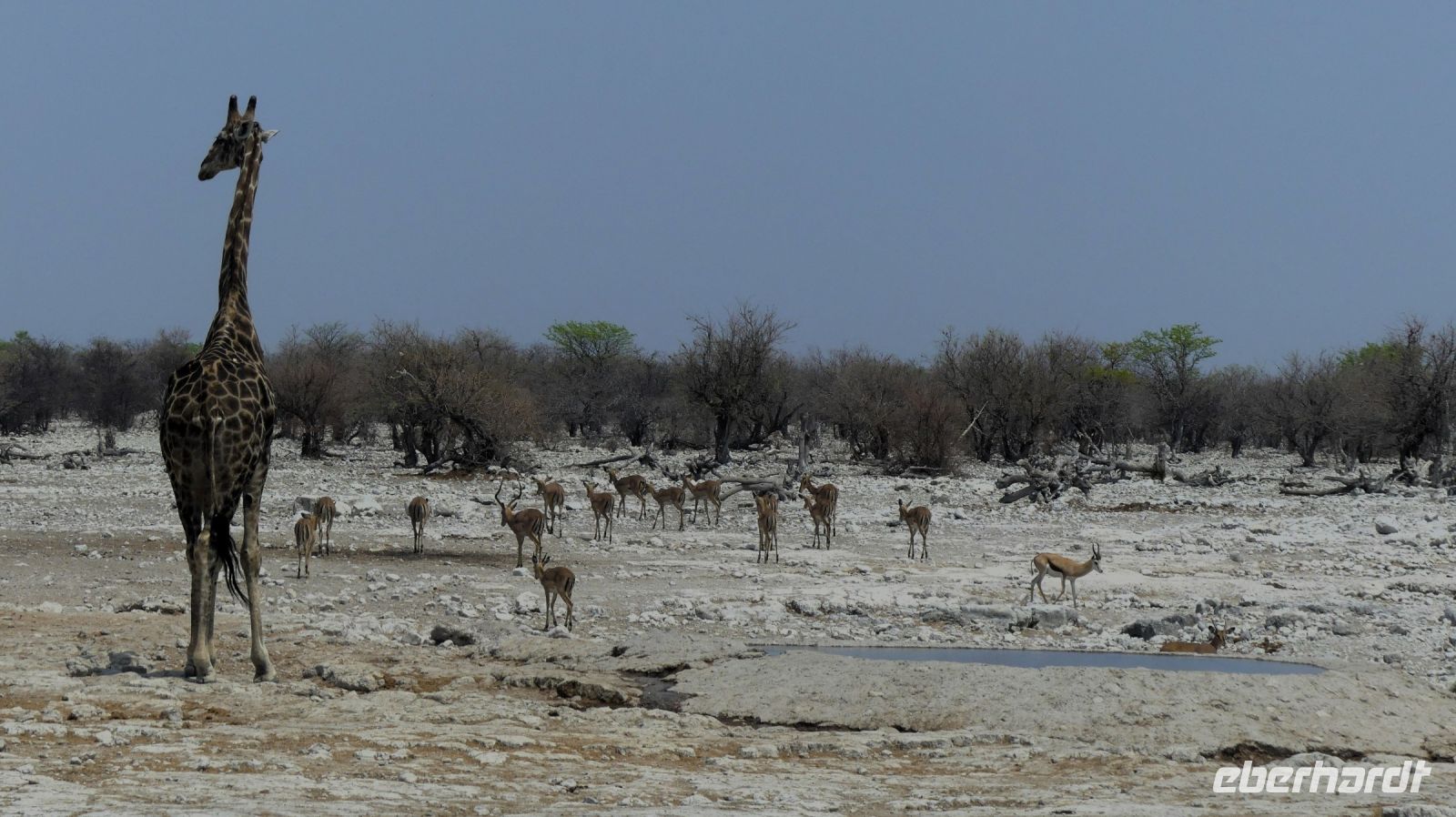 Namibia - Etosha Nationalpark