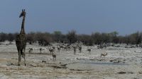 Namibia - Etosha Nationalpark