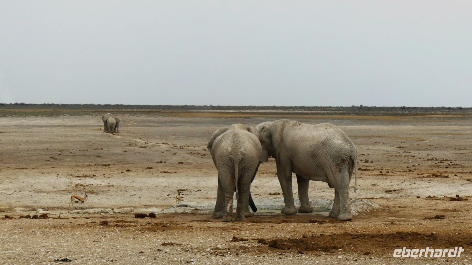 Namibia - Etosha Nationalpark
