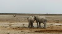 Namibia - Etosha Nationalpark