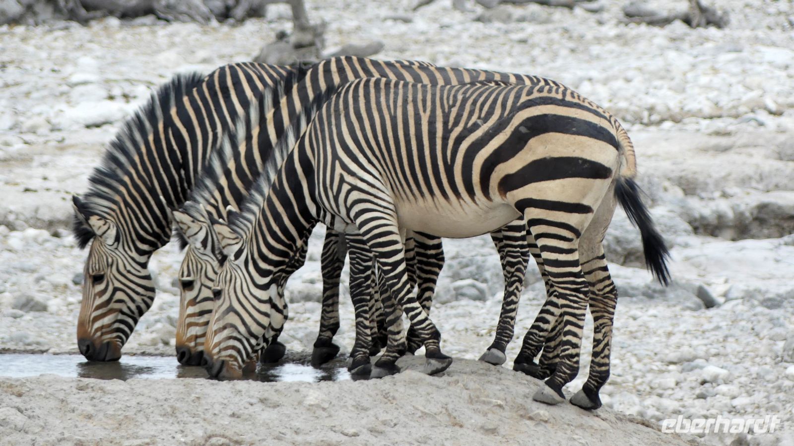 Namibia - Etosha Nationalpark