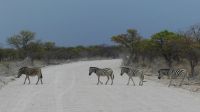 Namibia - Etosha Nationalpark - Zebrastreifen