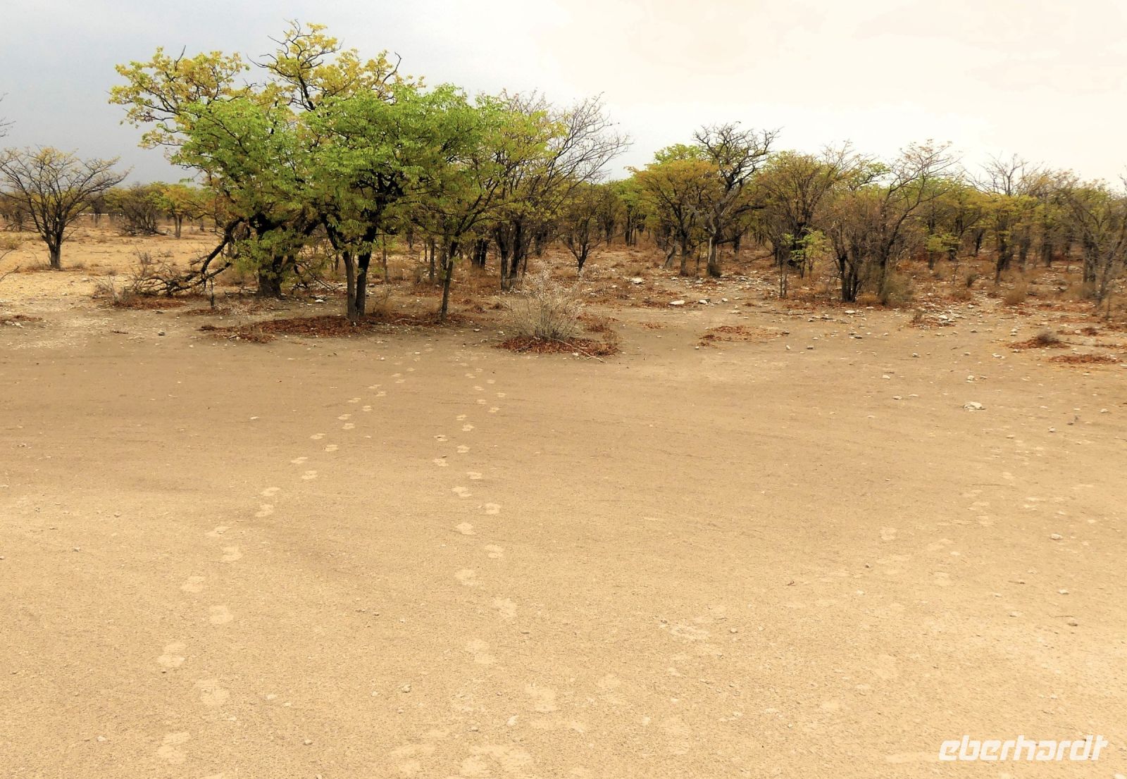 Namibia - Etosha Nationalpark - Spuren in den Busch