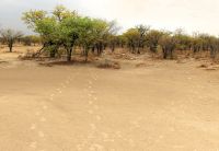 Namibia - Etosha Nationalpark - Spuren in den Busch