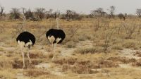 Namibia - Etosha Nationalpark - Strauße