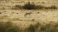 Namibia - Etosha Nationalpark - Schabrackenschakel