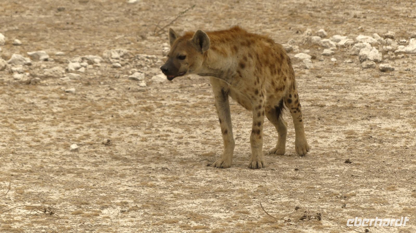 Namibia - Etosha Nationalpark 