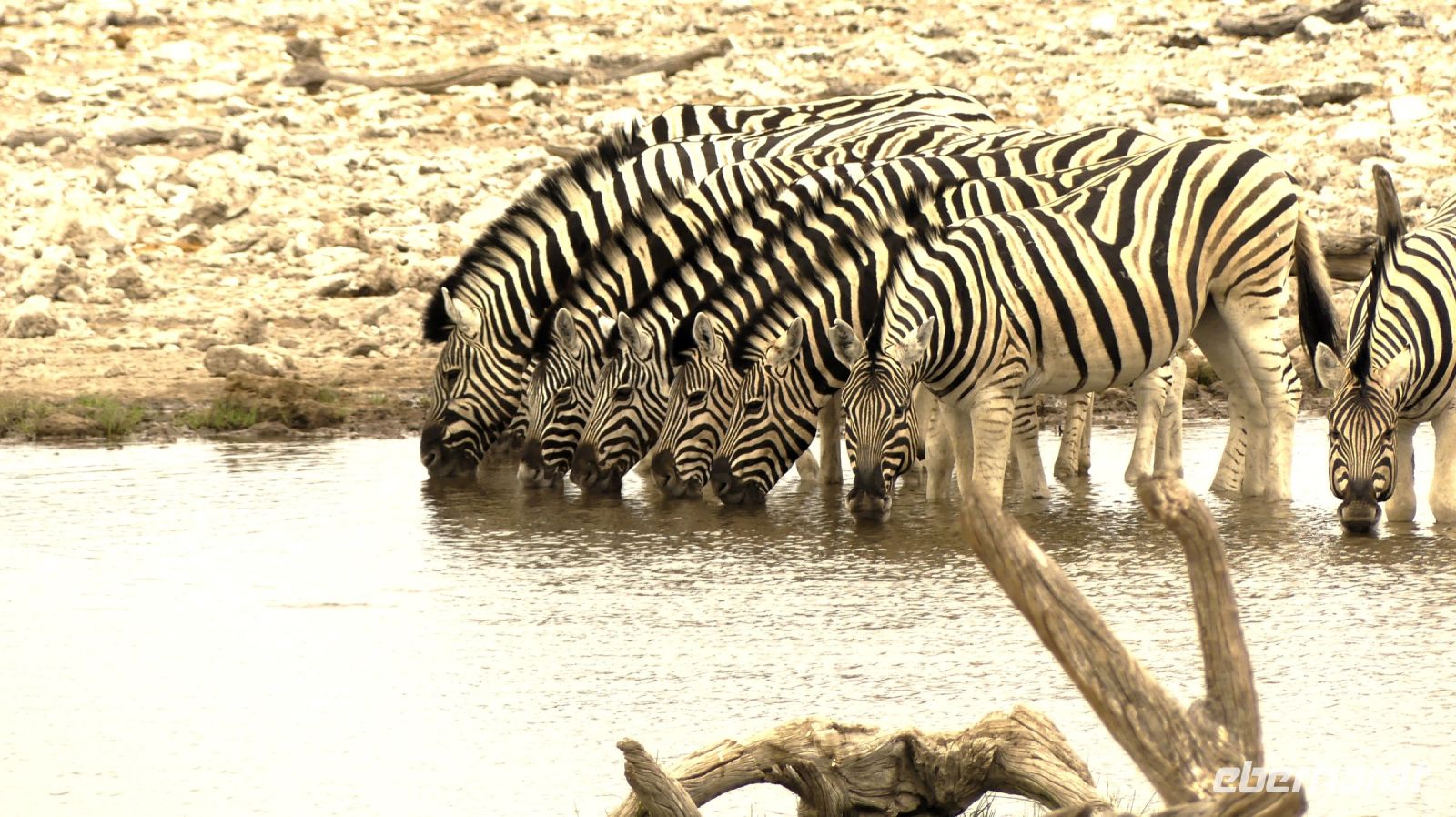Namibia - Etosha Nationalpark - Zebra-Bar