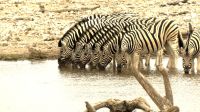 Namibia - Etosha Nationalpark - Zebra-Bar