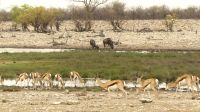 Namibia - Etosha Nationalpark - am Wasserloch
