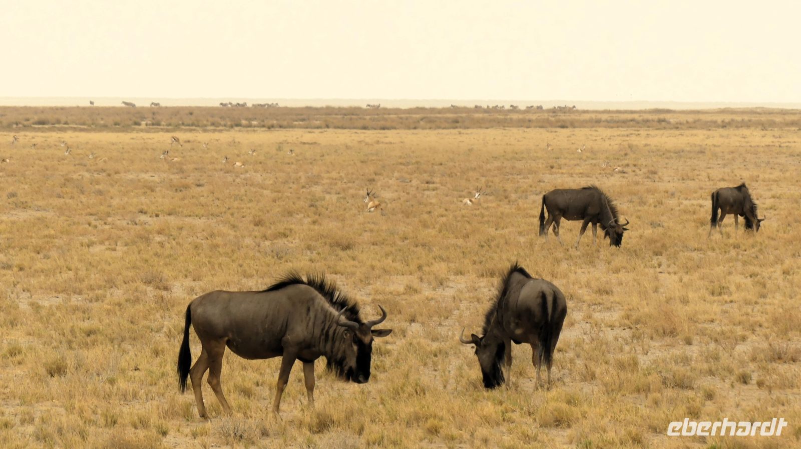 Namibia - Etosha Nationalpark - Streifengnus