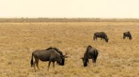 Namibia - Etosha Nationalpark - Streifengnus