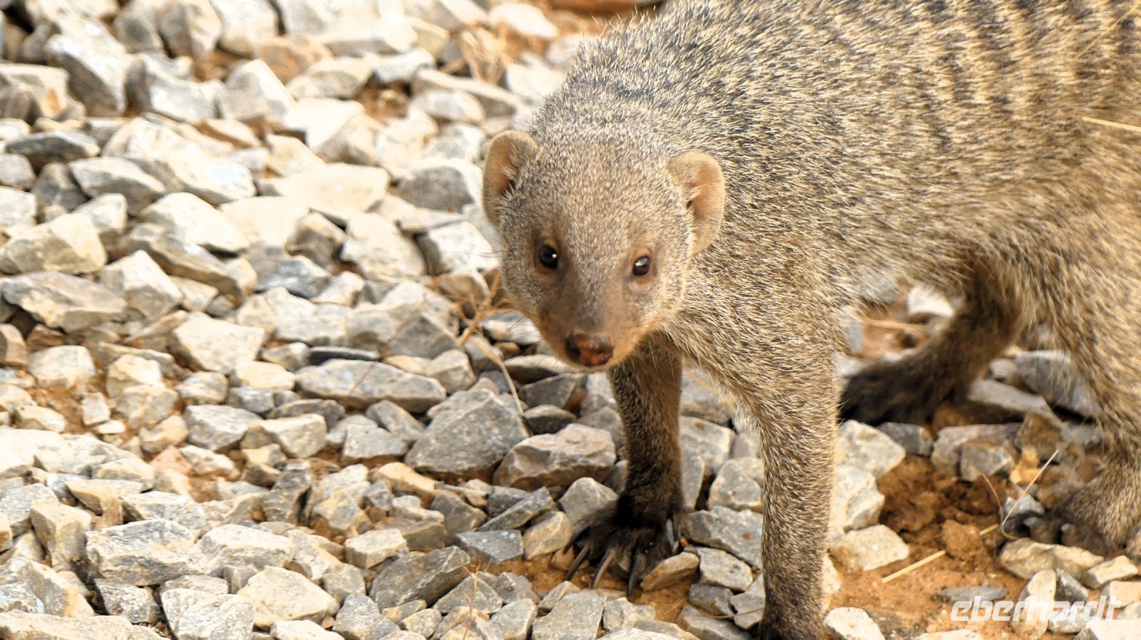 Namibia - Zebramanguste als Mitbewohner