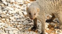 Namibia - Zebramanguste als Mitbewohner