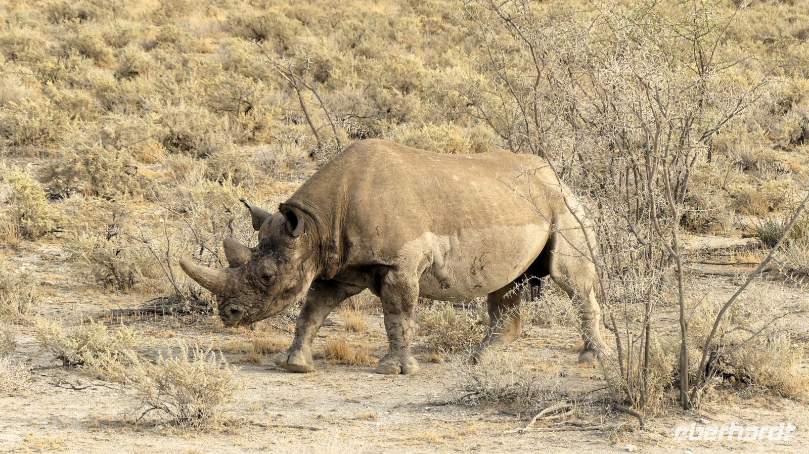 Namibia - Etosha Nationalpark - Spitzmaulnashorn