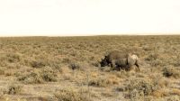 Namibia - Etosha Nationalpark - Spitzmaulnashorn