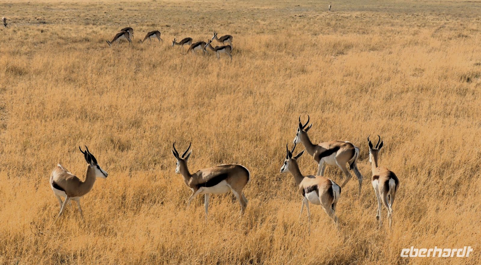 Namibia - Etosha Nationalpark - Springböcke