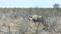 Namibia - Etosha Nationalpark - noch ein Nashorn (ohne Horn)