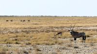 Namibia - Etosha Nationalpark