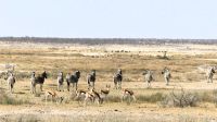 Namibia - Etosha Nationalpark 