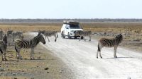 Namibia - Etosha Nationalpark 