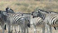 Namibia - Etosha Nationalpark - im Dialog