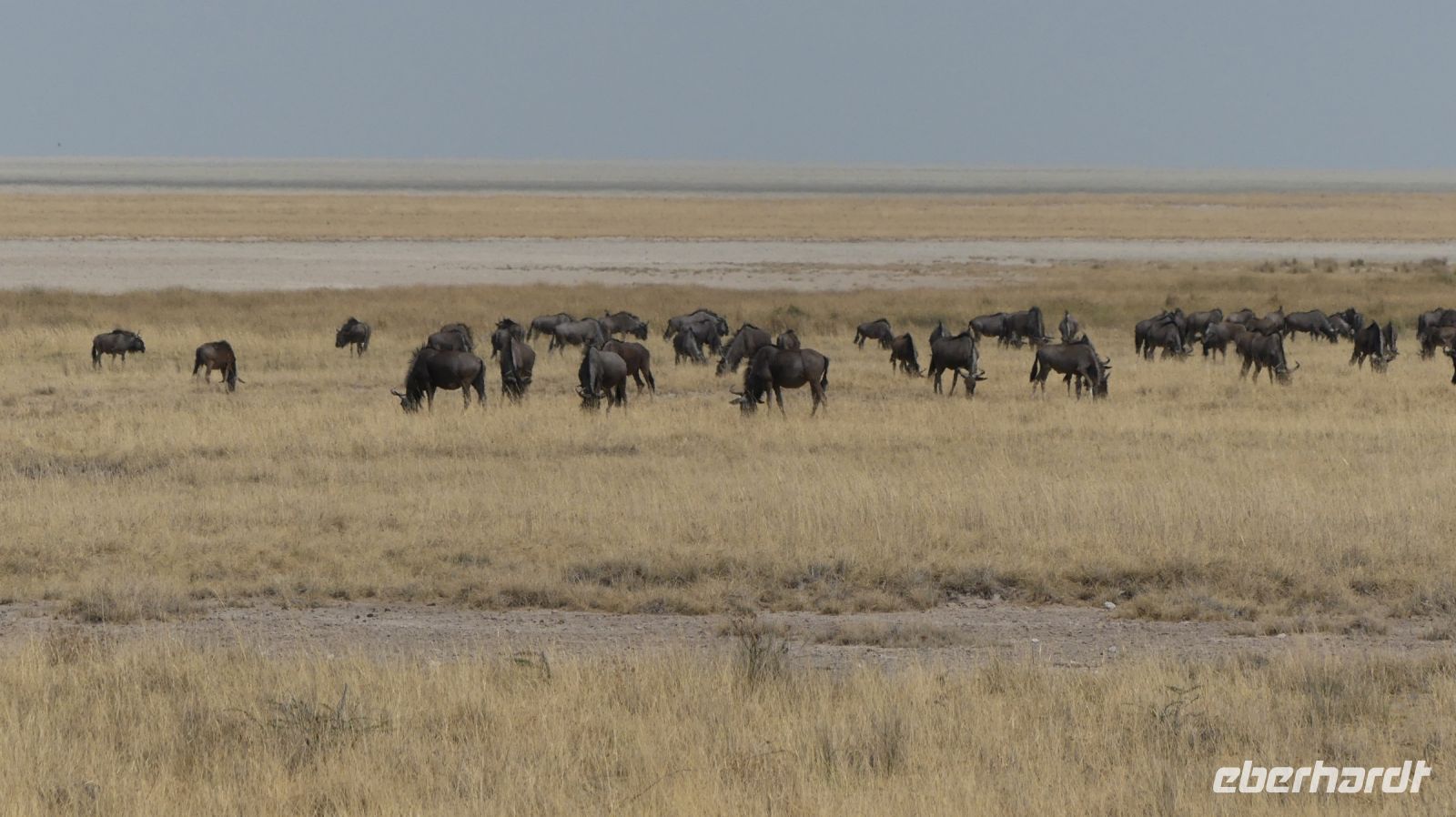 Namibia - Etosha Nationalpark